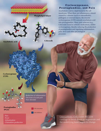 Procreate, Illustrator, Chimera, 2023